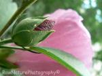 Hibiscus bud