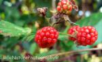 unripe blackberries