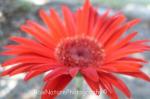 my red daisy