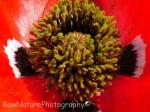 poppy flower