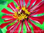 zinnia mid opening