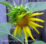 mammoth sunflower mid opening