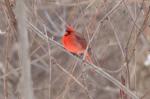 Cardinal on a cold day!