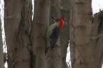 Another first sighting for me this winter, a red-bellied woodpecker.