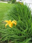 daylilies