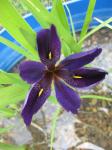 Louisiana Black Iris