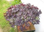 Oxalis - purple