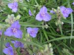 Spiderwort