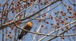 Robin in Maple blossom