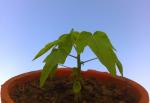 My Papaya seedling (1 of 8 actually).