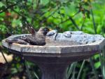 Resident robin bathing