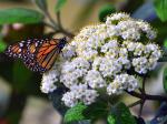 1st butterfly of the season