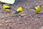 Cheerful visitors...American goldfinches