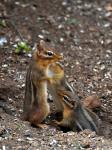 Mama & baby chipmunks