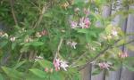 Unknown pink-flowered shrub