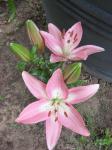 Asiatic Lilies-pink