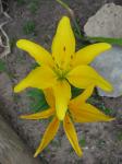 Asiatic Lily- yellow