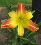 Day Lily Orange-Yellow