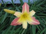 Day Lily - Peachy/Yellow