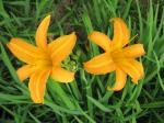 Day Lilies-Orange