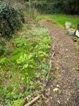 Same bed this spring with foxglove, strawberries and lots of leftover plants