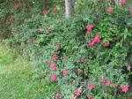 climbing roses