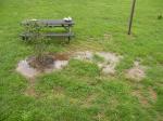 Our poor contorted filbert tree and picnic table