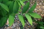Polygonatum odoratum var japonicum