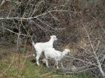 Small goats (for Glenda)