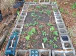 strawberries in one of three raised beds