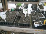 seedling trays