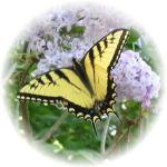 Eastern Tiger Swallowtail On My Lilacs