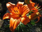 Asiatic Lily - deep orange
