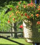 Hummingbird on Calibachoas