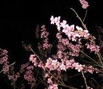 Peach Blossoms at Night