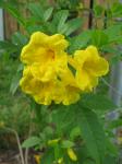 Yellow Trumpet Vine