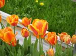 Tulips  in the high  tunnel