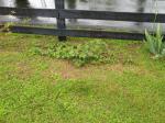 Small Thornless Blackberry bush