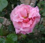 Bon Silene close-up