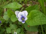 violets in the woods