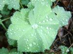 Lady's Mantle up close