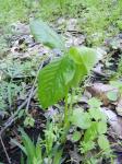 jack in the pulpit 5/2/11