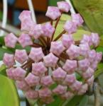 Unopened Hoya Flowers