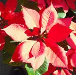 Poinsettia