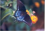 Female swallowtail