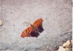Questionmark butterfly