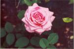 Belinda's Dream rose