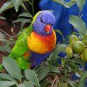 Rainbow lorikeet