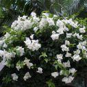 Standard Bouganvillea