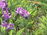 Heirloom Dwarf iris